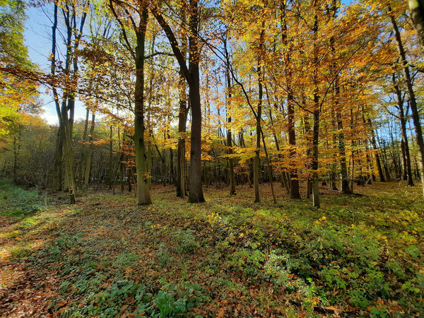 Samstag 14.10.2023 Erwachsenen Waldbad im Oktober - Düfte des Waldes (Teezeremonie)